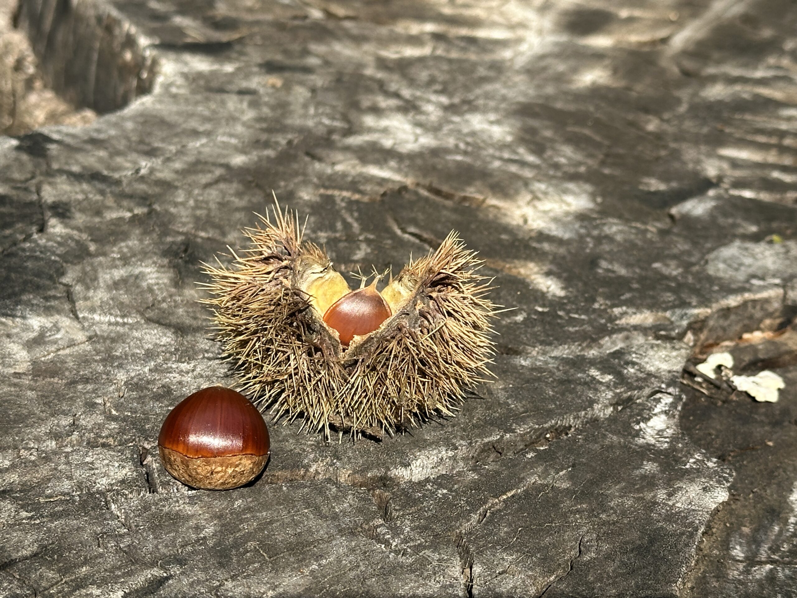 秋空ピクニックと小さな栗拾い｜北の丸公園さんぽ日記